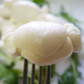 Mozzarella Pugliese Nodino Mozzarella Pugliese Nodino